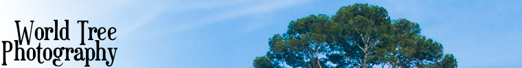 World Tree Photography